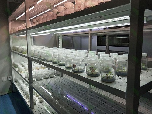中卫植物组织培养实验室设计建设方案